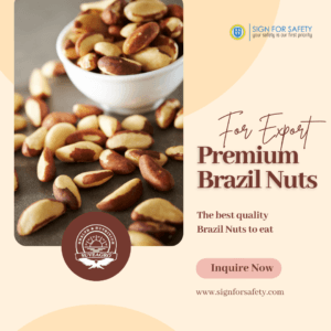 Premium Brazil Nuts from India