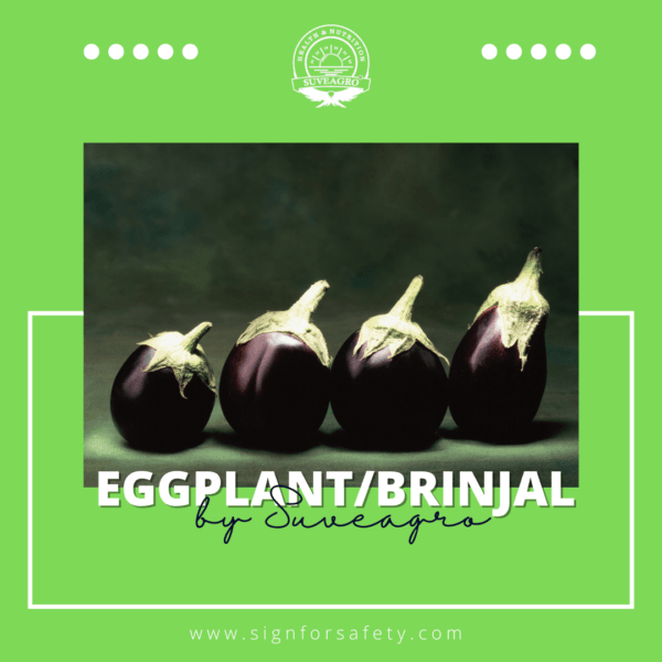 Fresh Eggplant (Brinjal) from India