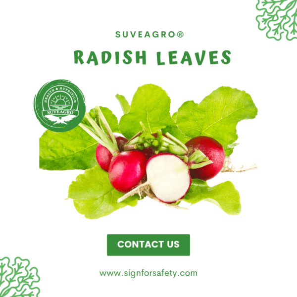 Fresh Red Radishes from India