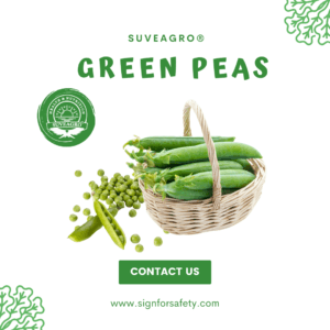 Fresh Green Peas from India