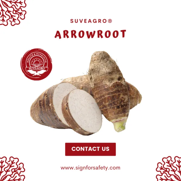 Fresh Arrowroot from Suveagro®