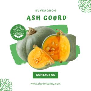 Fresh Ash Gourd (Wax Gourd) rich in nutrients, ideal for various cuisines.