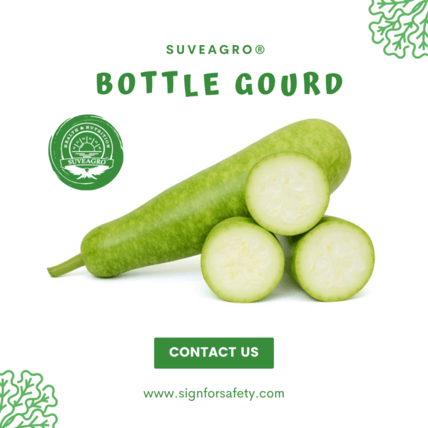 Fresh bottle gourd (Lauki) on display, a hydrating and nutritious vegetable ideal for various dishes.