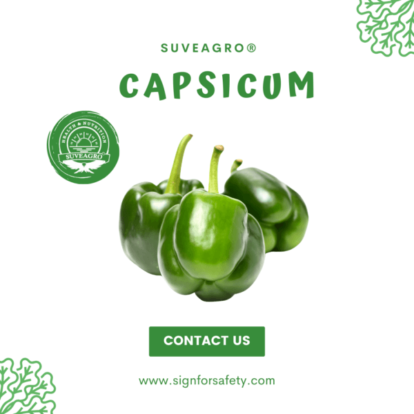 Fresh capsicum (bell peppers) in green, red, and yellow, perfect for salads, stir-fries, and more.