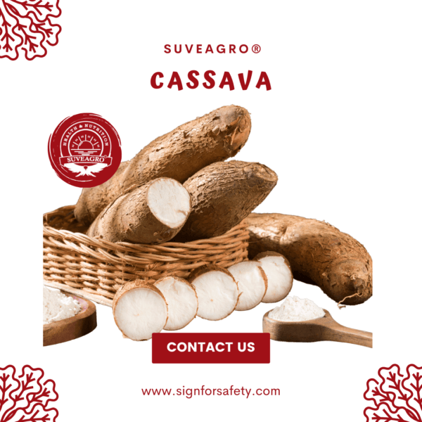 Fresh cassava roots – versatile and nutritious for cooking and industrial use.