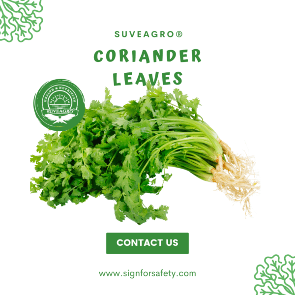 Fresh coriander leaves for aromatic and flavorful dishes from Suveagro®.