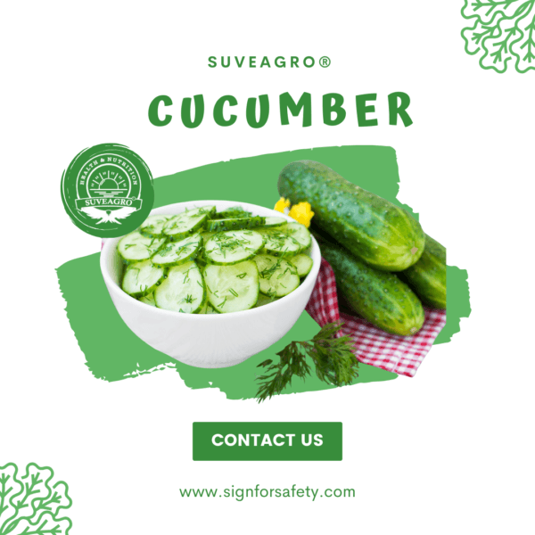 Fresh cucumbers from Suveagro® – Hydrating and crisp for salads and healthy meals.