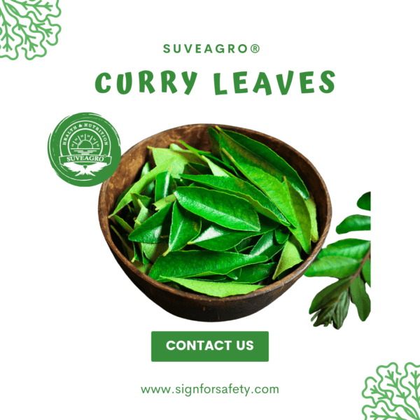 Fresh aromatic curry leaves from Suveagro® – Perfect for enhancing the flavor of Indian and Southeast Asian dishes.