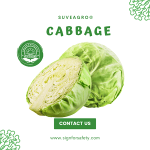 Fresh Cabbage from India