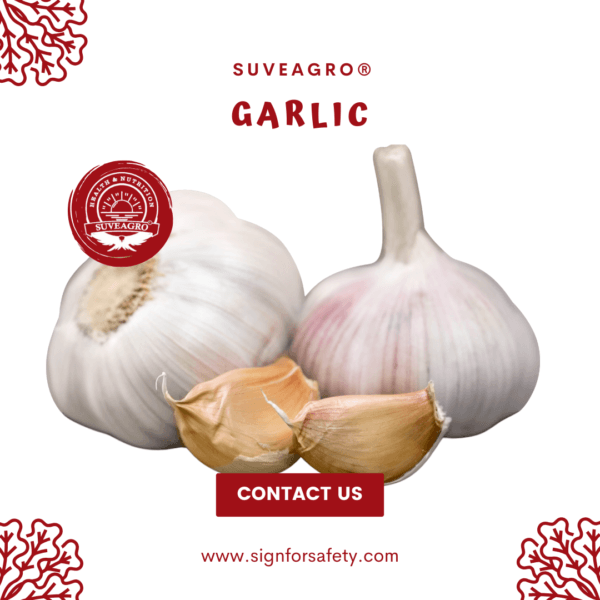 Fresh Garlic from India