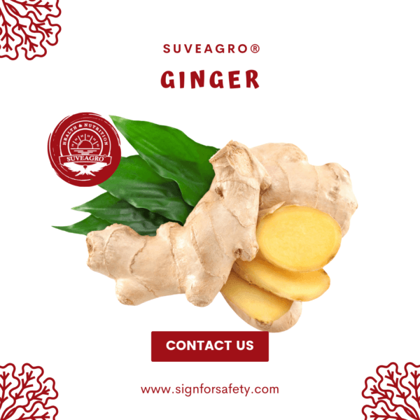 Fresh Ginger from India