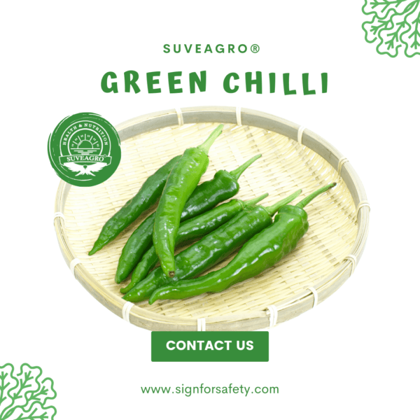 Fresh Green Chillies from India