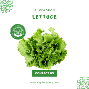 Fresh Lettuce from India