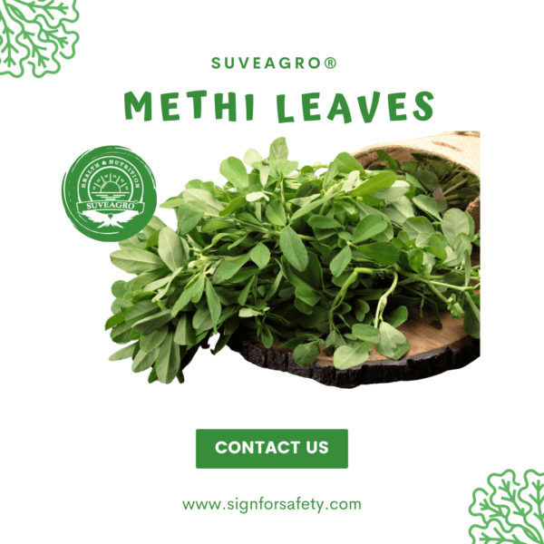 Fresh Methi Leaves (Fenugreek Leaves) from India