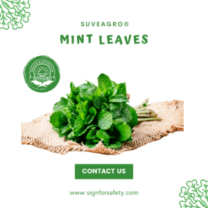 Fresh Mint Leaves from India