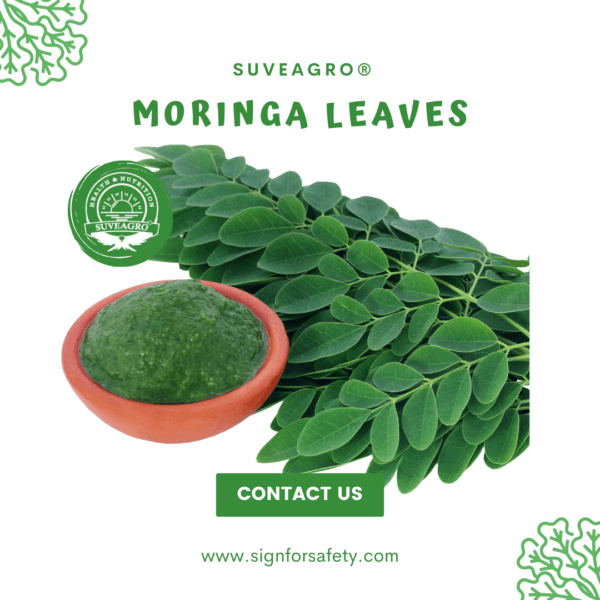 Fresh Moringa Leaves from India