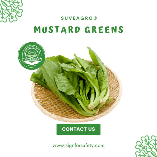 Fresh Mustard Greens from India