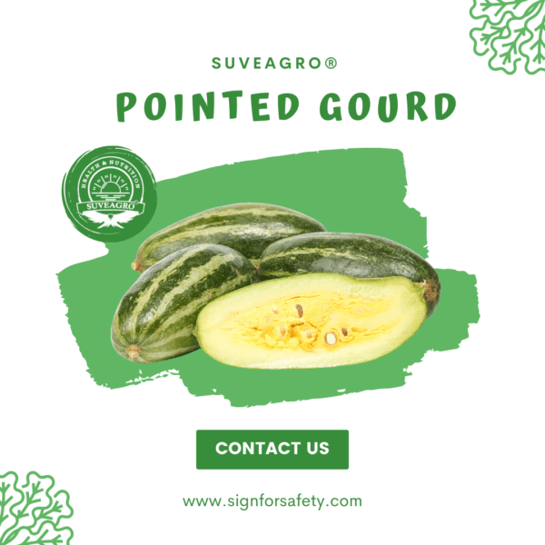 Fresh Pointed Gourd from India