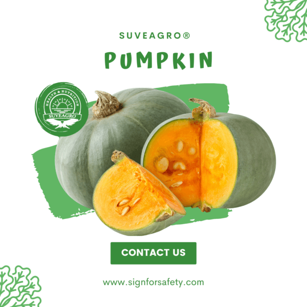 Fresh Pumpkin from India