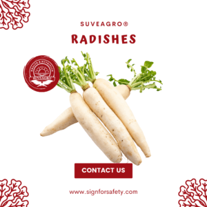 Fresh Radishes from India