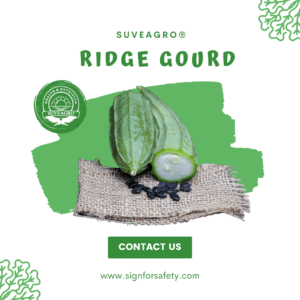 Fresh Ridge Gourd from India