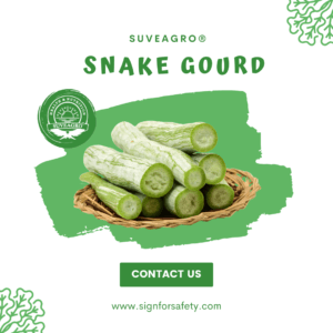 Fresh Snake Gourd from India