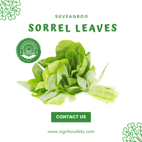 Fresh Sorrel Leaves from India