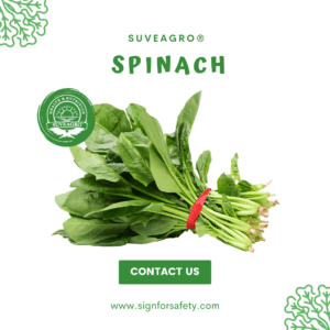 Fresh Spinach from India