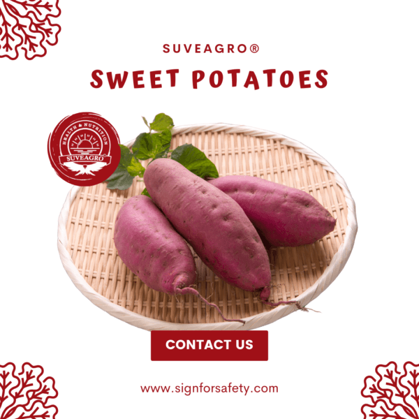 Fresh Sweet Potato from India