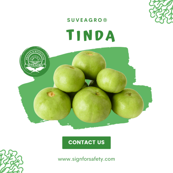 Fresh Tinda from India