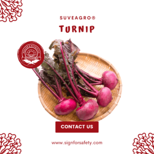 Buy Fresh Turnip from Suveagro®