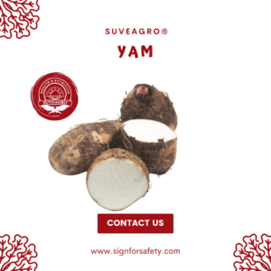 Fresh Yam from India