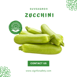 Fresh Zucchini from India